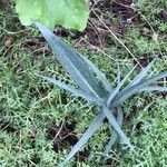 Helicodiceros muscivorus Листок
