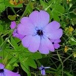 Eudianthe coeli-rosa Flower