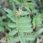 Hippocrepis comosa Blatt