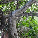 Pyracantha crenulata 樹皮
