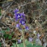 Delphinium staphisagria