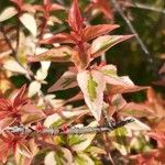 Abelia grandiflora Folha