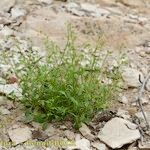 Hornungia procumbens Habitus