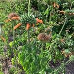 Leonotis nepetifoliaFlower