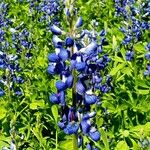 Lupinus subcarnosus Flower