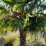 Trachycarpus fortunei Συνήθη χαρακτηριστικά