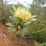 Xanthostemon aurantiacusFleur