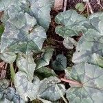 Cyclamen hederifolium Habitus