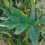 Peucedanum palustre Blad