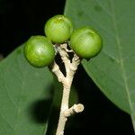 Solanum hazenii Leaf