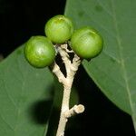 Solanum hazenii Ліст