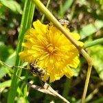 Hypochaeris radicata Blüte