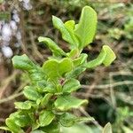 Escallonia illinita पत्ता