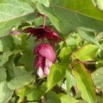 Leycesteria formosa Квітка