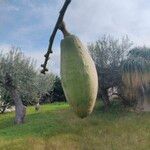 Ceiba speciosa Fruit