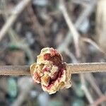 Alnus serrulata Flower