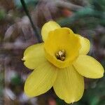 Narcissus assoanus Λουλούδι