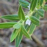 Hexasepalum teres Flor