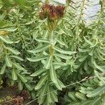 Rhodiola integrifolia Leaf