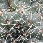 Gymnocalycium baldianum Flower