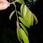 Paramachaerium gruberi Leaf