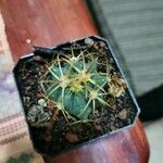 Ferocactus latispinus Blad