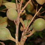 Pouteria filipes Frucht