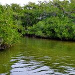 Rhizophora mangle Habitat