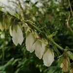 Campanula alliariifolia Blomma