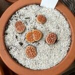 Lithops karasmontana Leaf