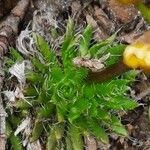 Draba aizoides Yaprak