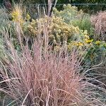 Schizachyrium scoparium Blatt