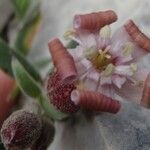 Silene vallesia Flors