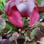 Sarracenia purpurea Kvet