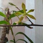Encyclia tampensis Λουλούδι