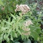 Eupatorium cannabinumFlower