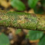 Macaranga angolensis Casca
