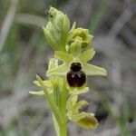 Ophrys virescens Mosusu