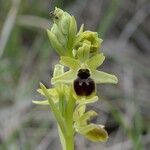 Ophrys virescens Sonstige