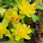 Saxifraga aizoides 花