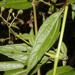 Heterocondylus vitalbae Hoja