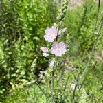 Sidalcea campestris Flower