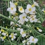 Brassica montana Blomma