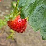 Fragaria × ananassa Vili