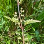 Scutellaria lateriflora Leaf