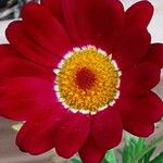 Tanacetum coccineum Flower