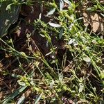 Polygonum aviculare Habit