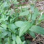 Stachys palustris Frunză