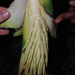 Raphia hookeri Flor