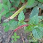 Acalypha multicaulis Flower